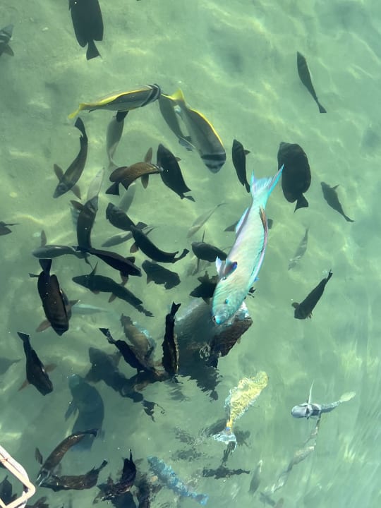 Strand Pickalbatros Dana Beach Resort - Hurghada