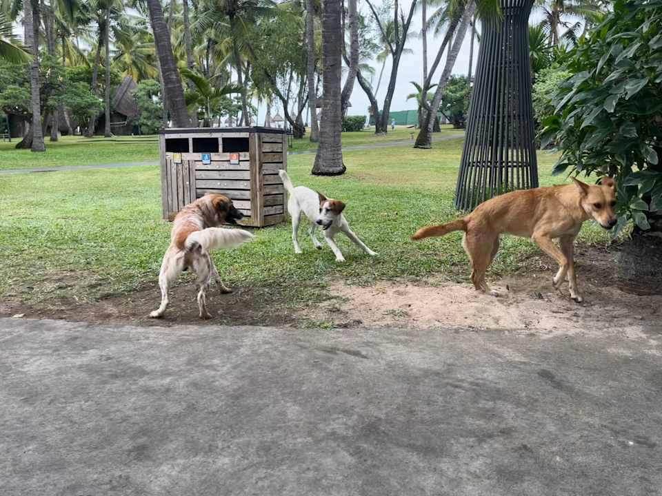 Gartenanlage La Pirogue Mauritius
