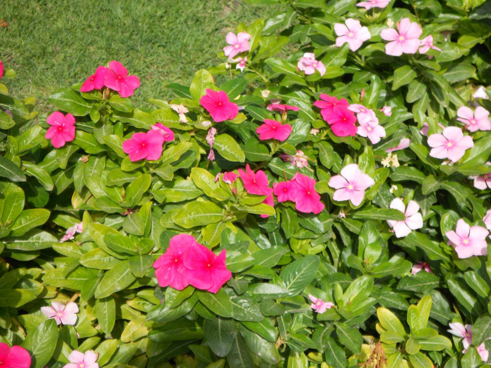 Blümchen Miramar Al Aqah Beach Resort