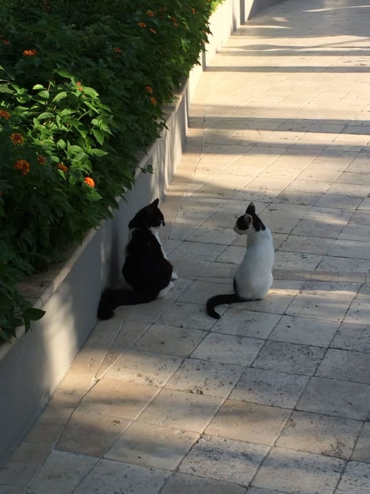 Aydinbey Kings Palace & Spa  Aydinbey Kings Palace & Spa