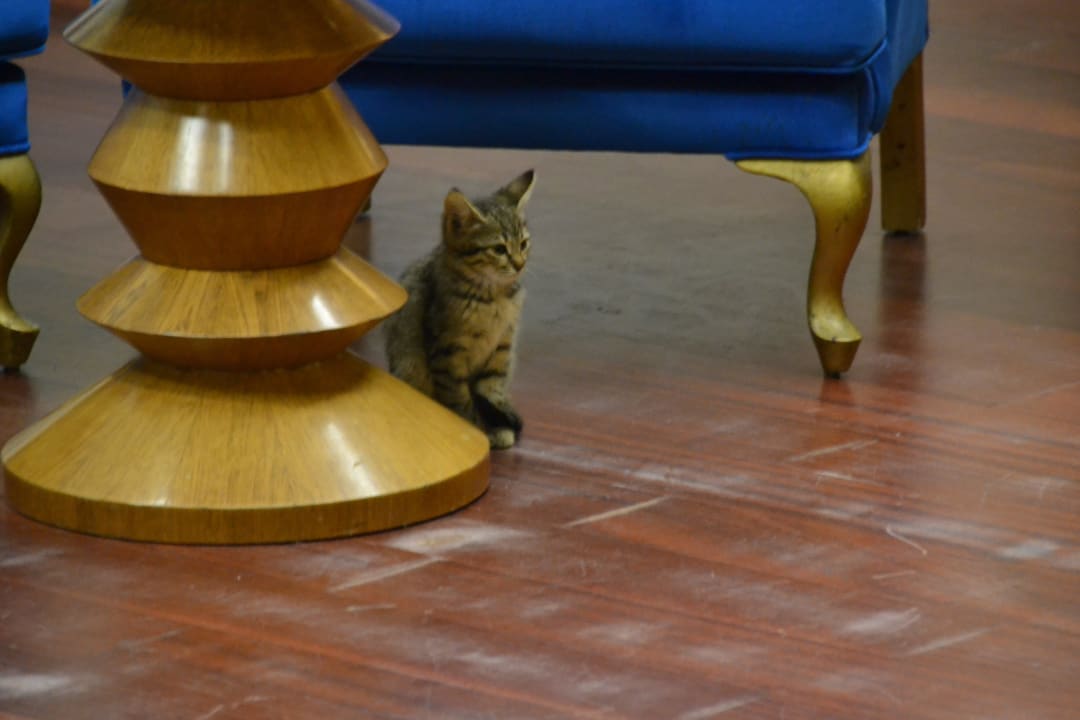 Gast... AQI Pegasos Royal