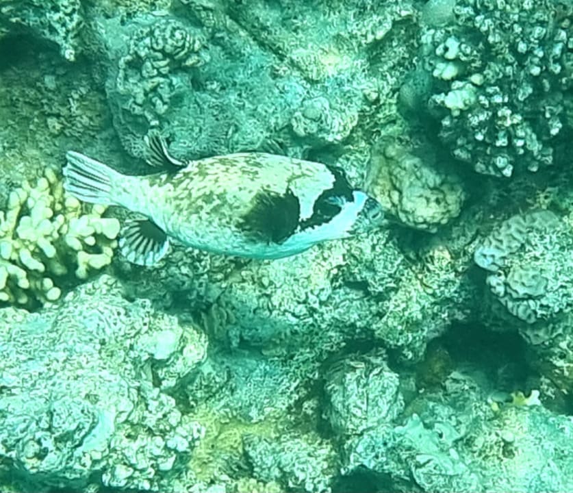 Sport & Freizeit Fort Arabesque Resort, Spa & Villas