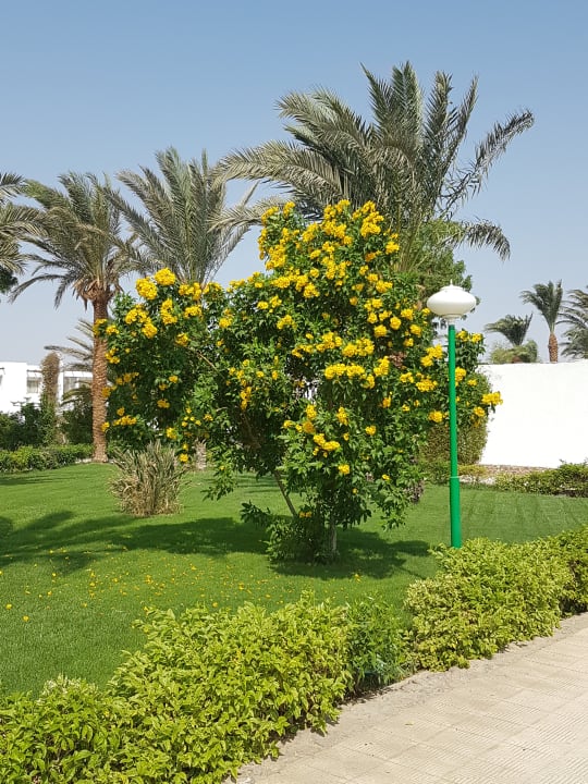 Gartenanlage Menaville Safaga