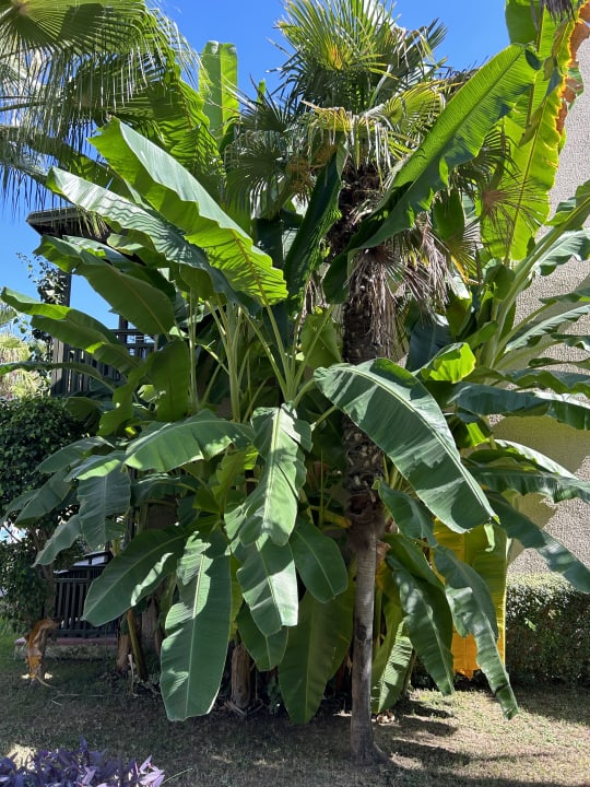 Gartenanlage Paloma Oceana