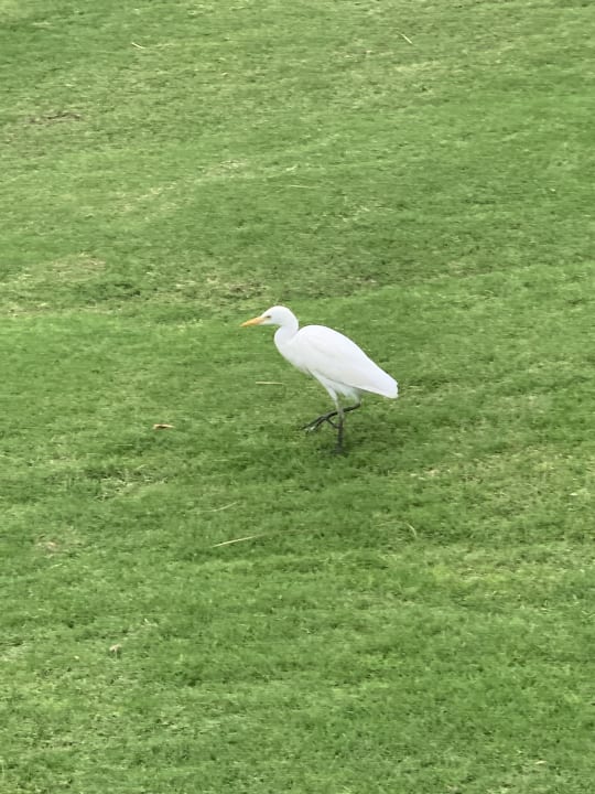 Außenansicht Steigenberger Coraya Beach - Adults only