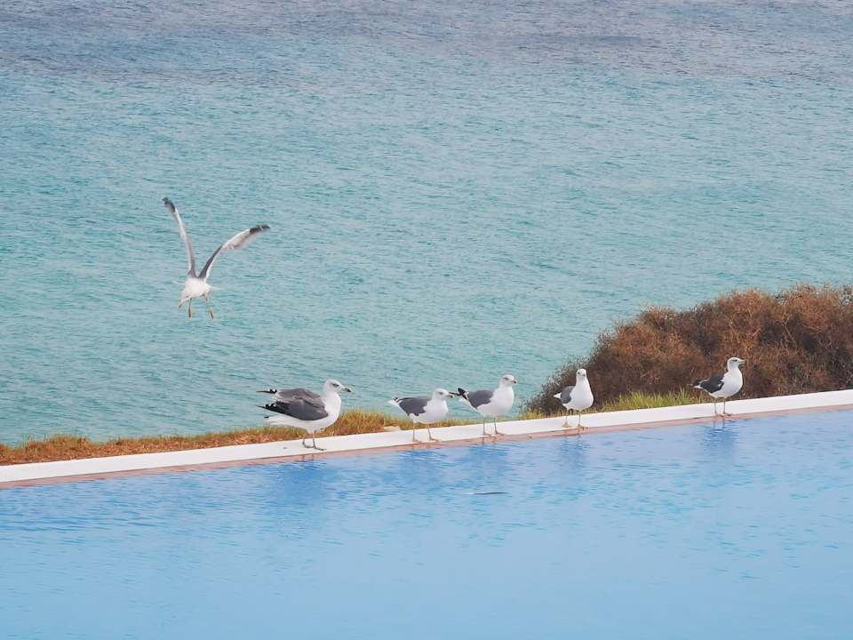 Ausblick TUI MAGIC LIFE Fuerteventura