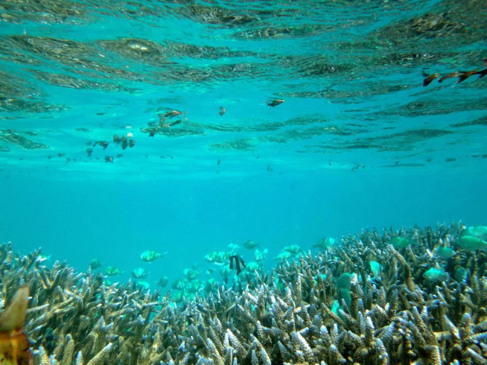 Korallen  Cinnamon Hakuraa Huraa Maldives