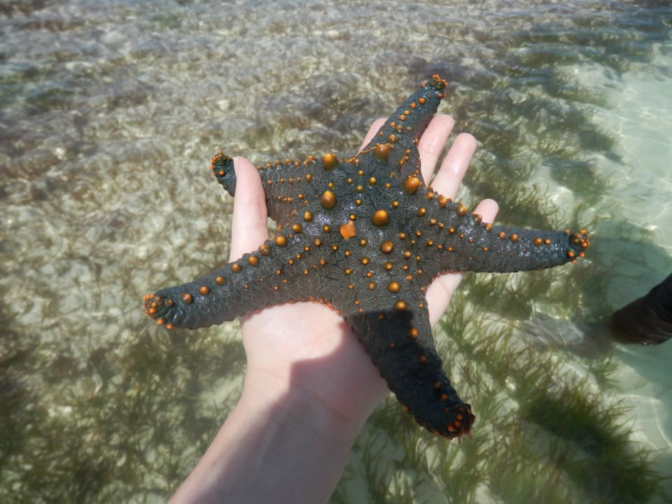 Seestern Neptune Palm Beach Boutique Resort & Spa