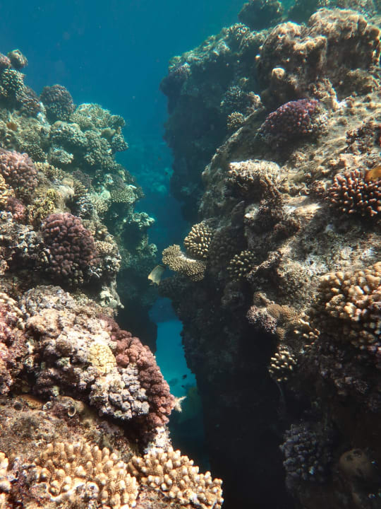 Sport & Freizeit Coral Sun Beach