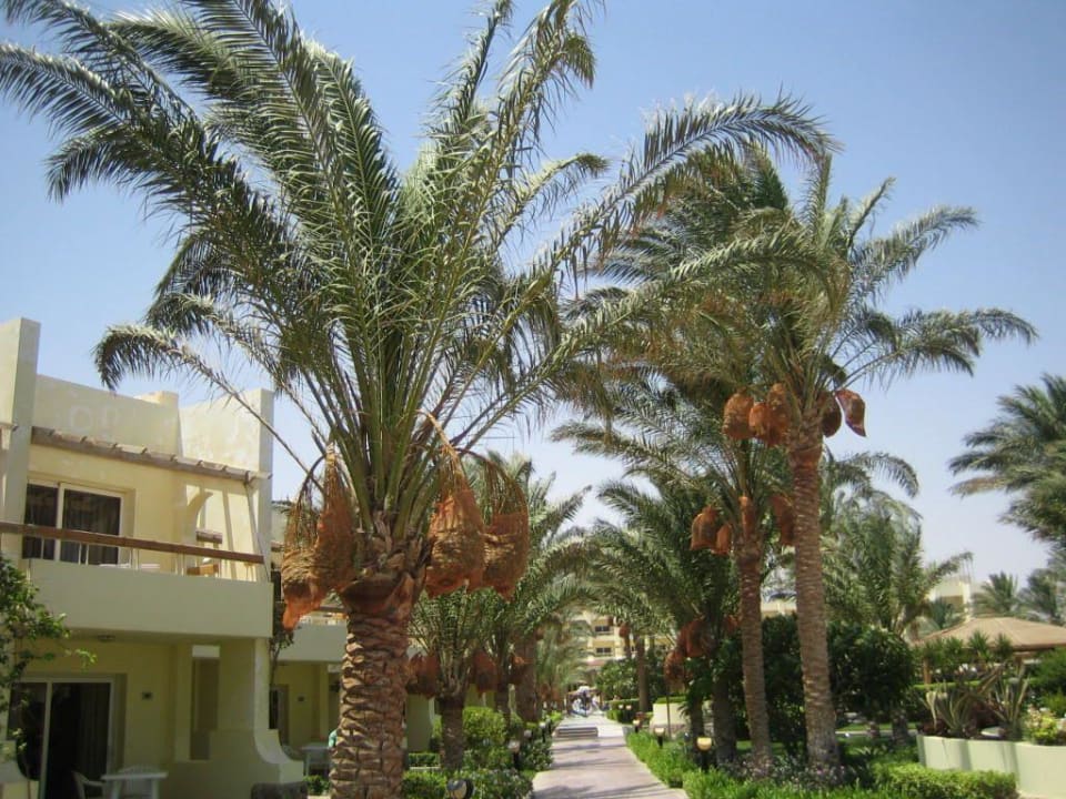 Gartenanlage Palm Beach Resort Palm Beach Resort