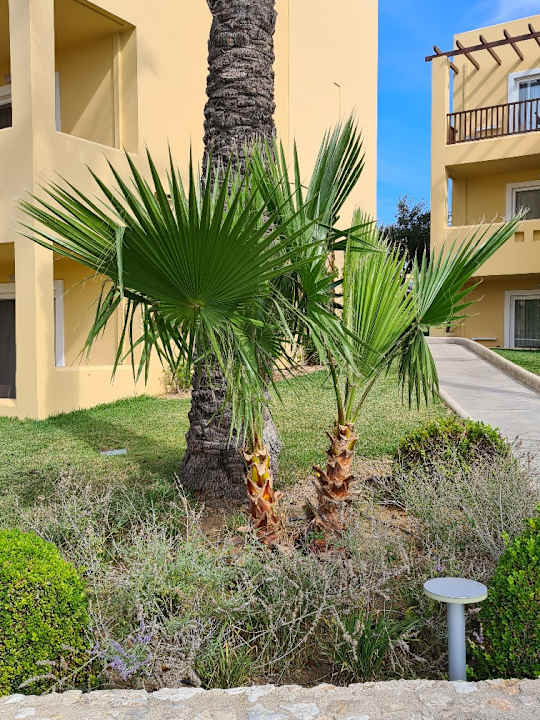 Gartenanlage Hotel Horizon Beach Resort