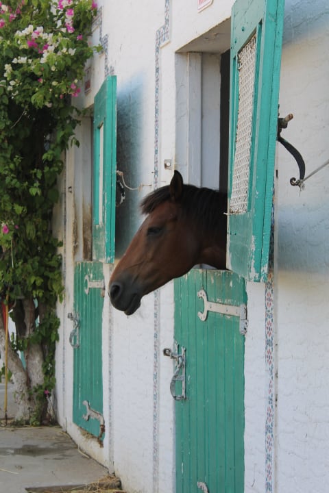 Horse riding The Orangers Beach Resort and Bungalows