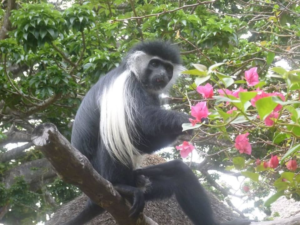 Colobus-Besuch - gleich neben dem Zimmer Neptune Paradise Beach Resort & Spa