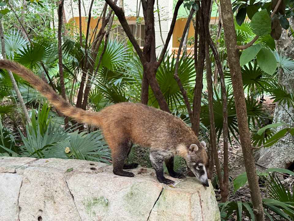 Gartenanlage Catalonia Royal Tulum Beach & Spa Resort - Adults only