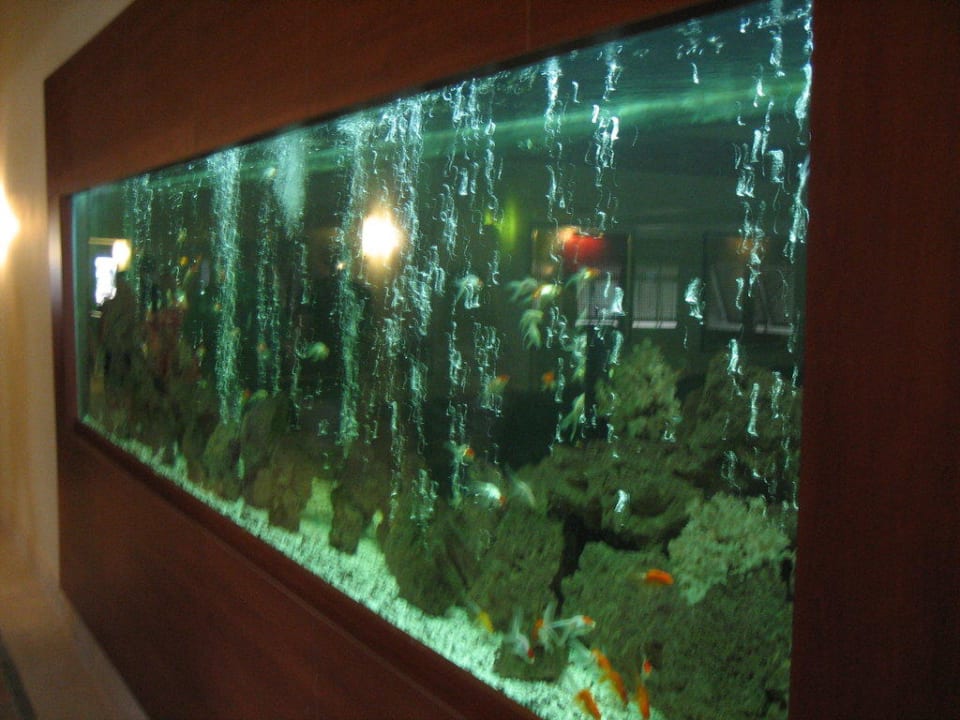 Duże akwarium w budynku  PALOMA Perissia