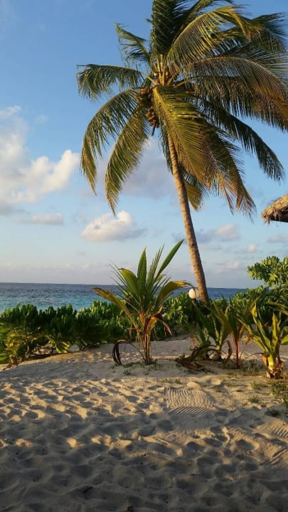 Palme versaut Aussicht Angaga Island Resort