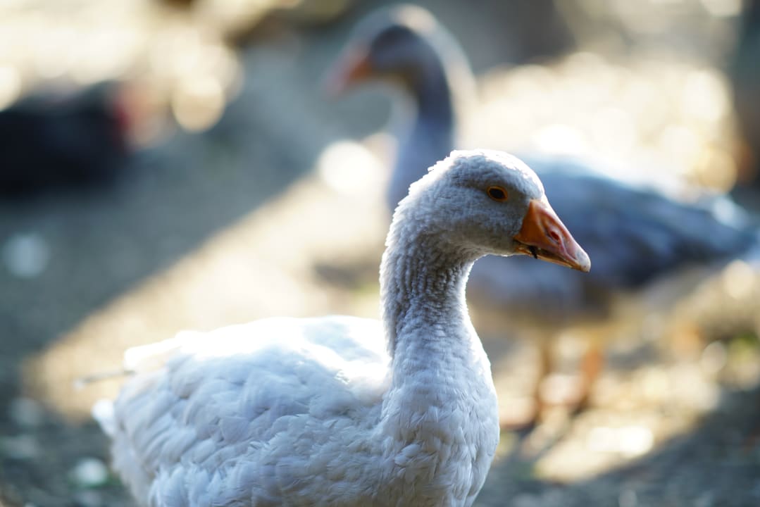 Sonstiges Ferienhof Schmid