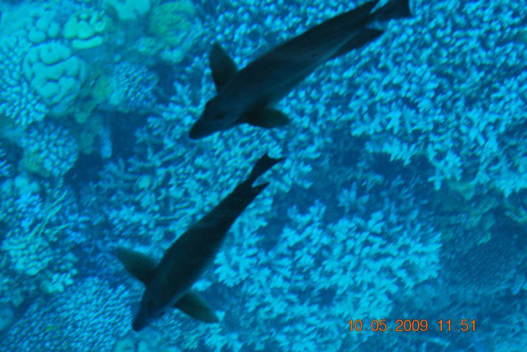 Fische am Hotelstrand Albatros Sharm Resort