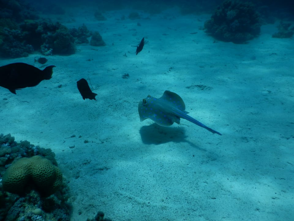 Sport & Freizeit Stella Beach Resort & Spa Makadi Bay