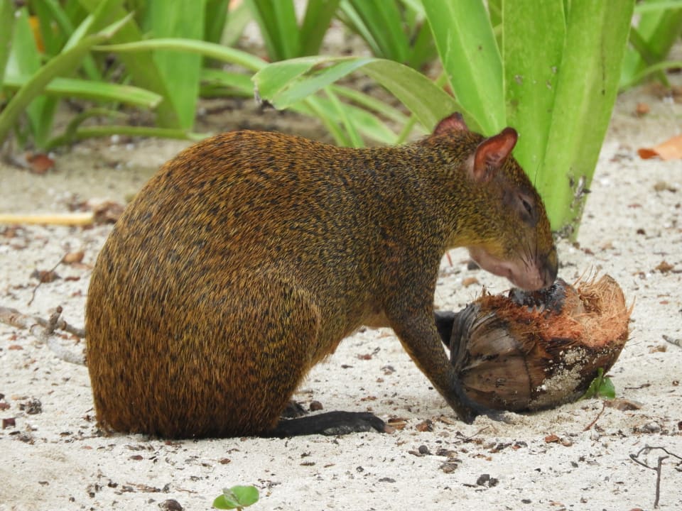 Gartenanlage Akumal Bay Beach & Wellness Resort