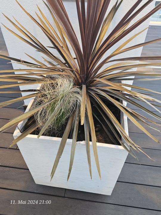 Gartenanlage allsun Hotel Cristóbal Colón