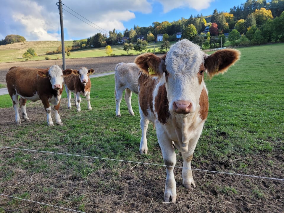 Sonstiges Wiesenberghof