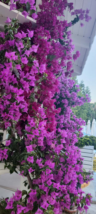 Gartenanlage Hane Family Resort