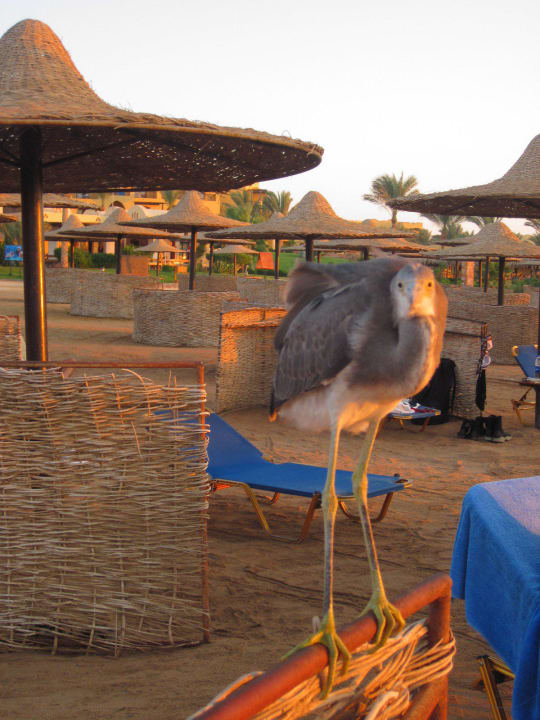 Sehr zutraulich, aber nicht anfassen Jaz Dar EL Madina