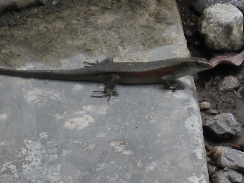 Skink Hotel Pimalai Resort & Spa