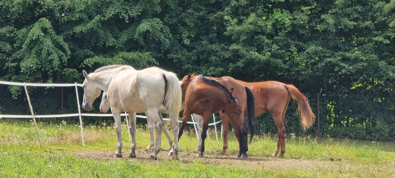 Sport & Freizeit Kadyny Folwark Hotel & Spa