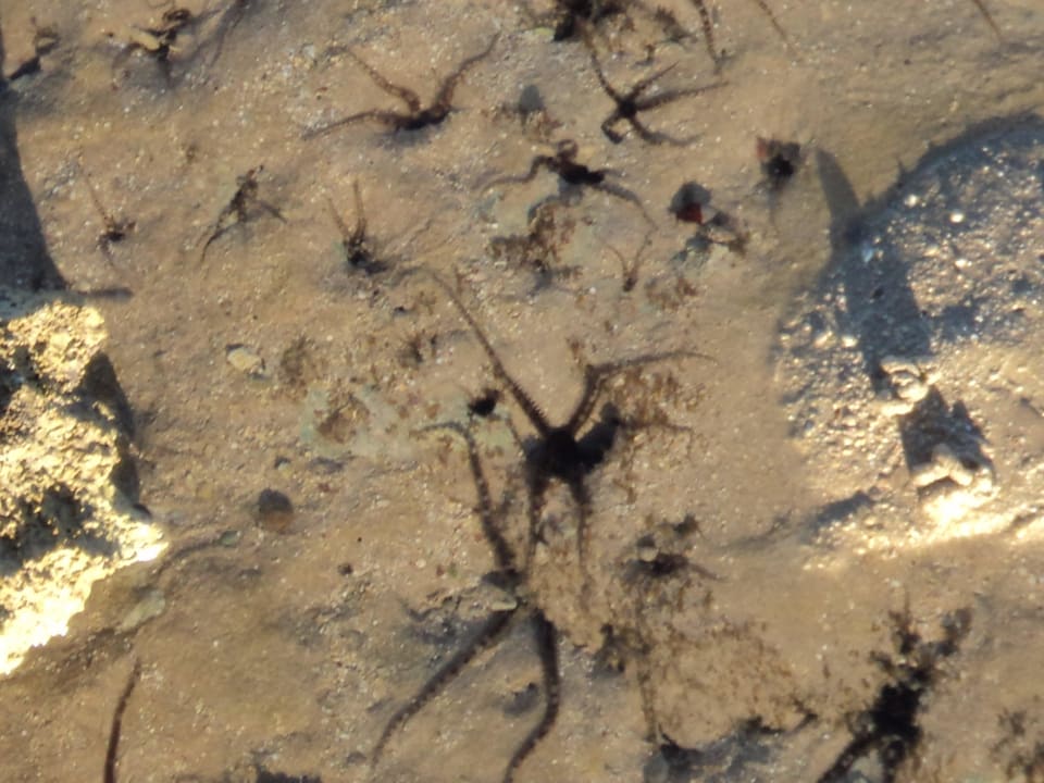 Звездочки Stella Garden Resort & Spa, Makadi Bay