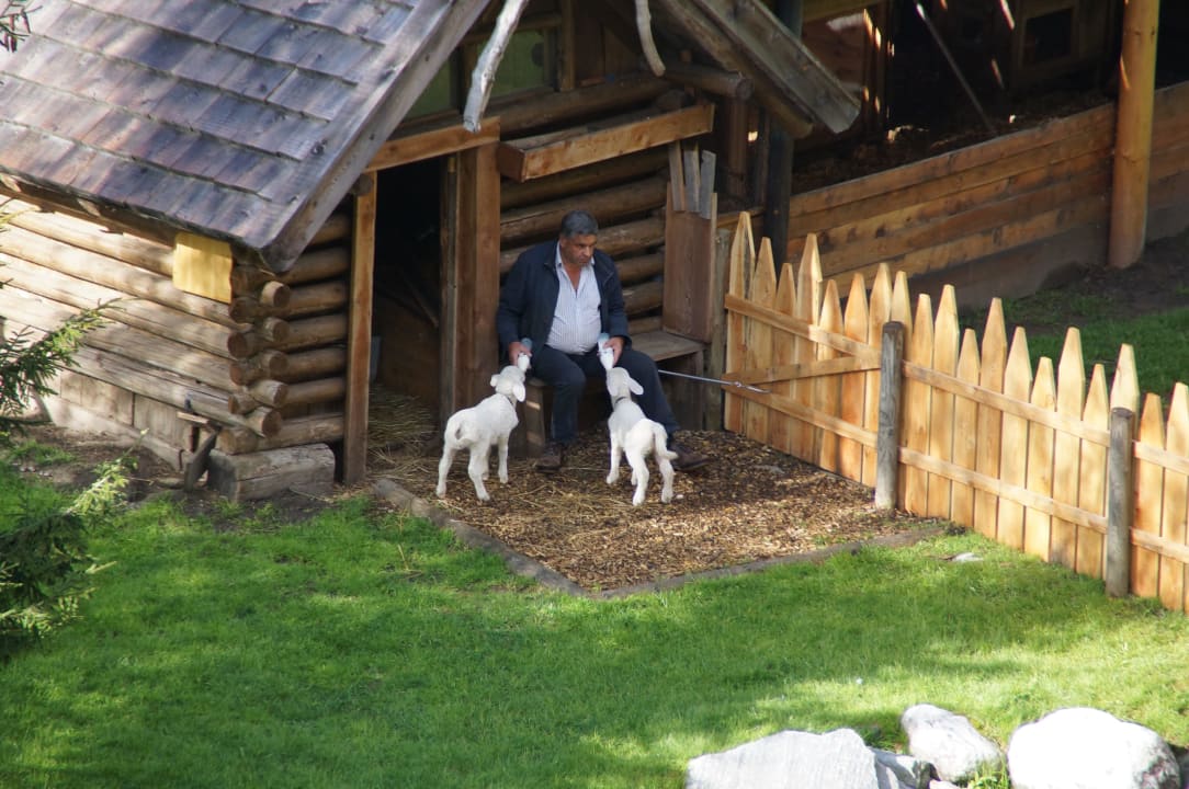 Streichelzoo und Fütterung durch Hotelchef Alphotel Tyrol