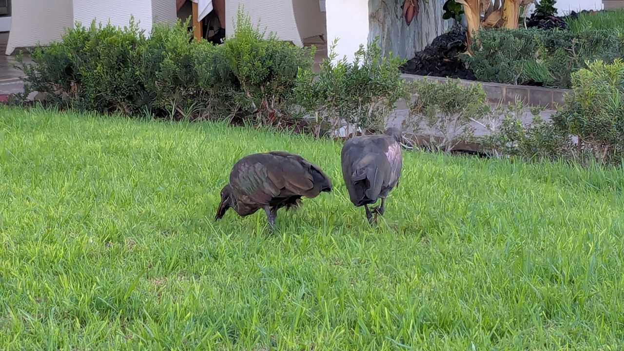 Sonstiges Club Hotel Drago Park