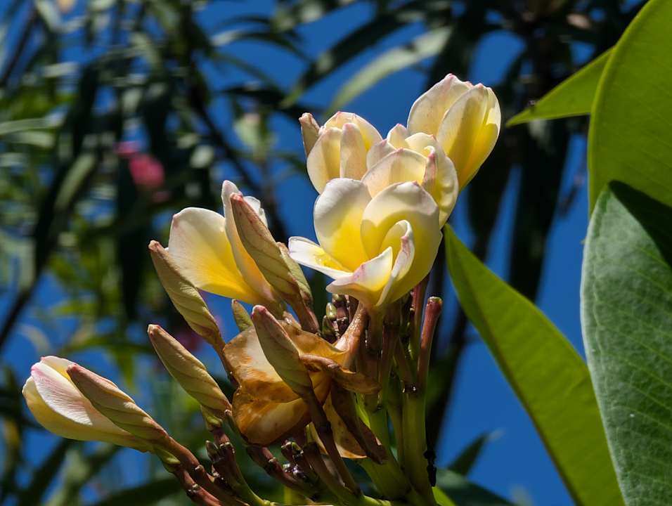 Gartenanlage Hondaafushi Island Resort