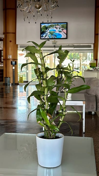 Lobby Seher Kumköy Star Resort & Spa