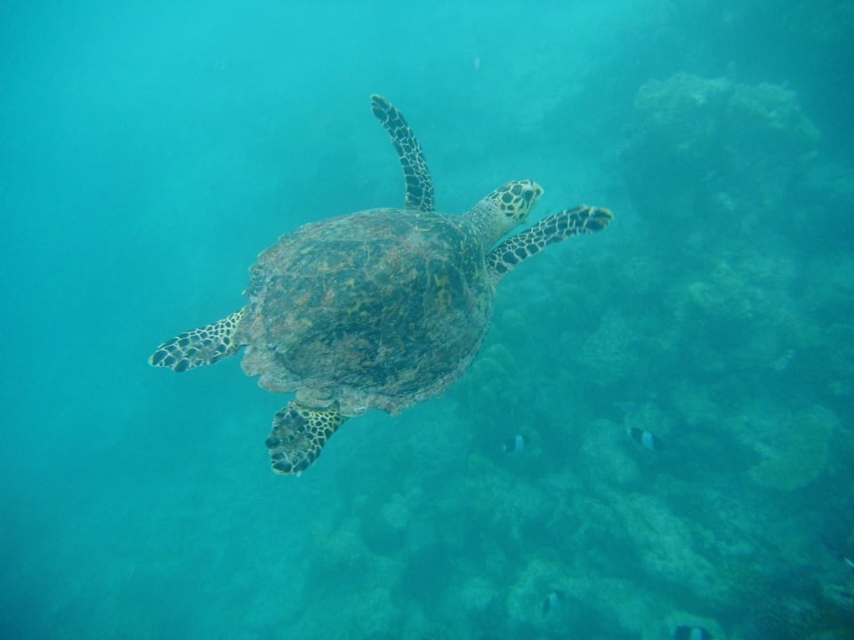 Eine Schildkröte beim Schnrocheln erwischt. Kuramathi Maldives