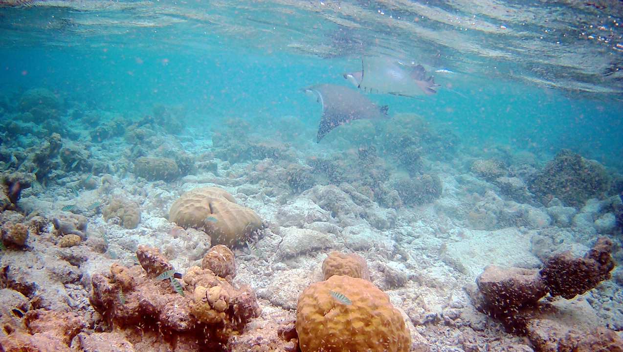 Sonstiges Vilamendhoo Island Resort & Spa