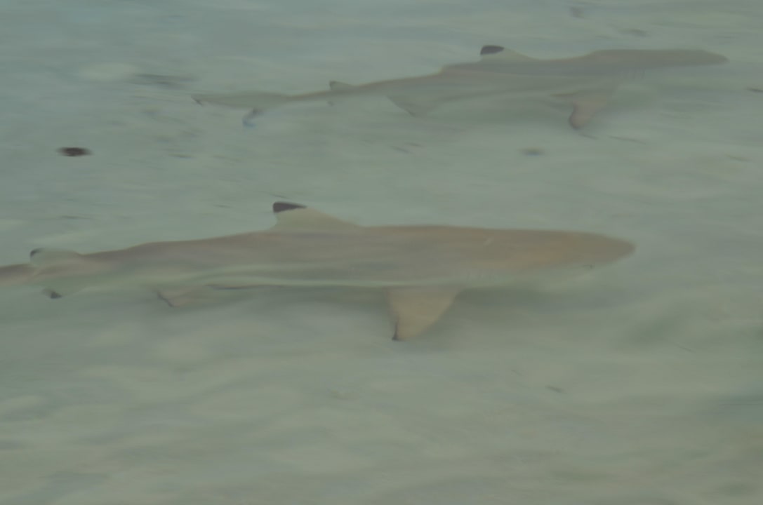 Haie Summer Island Maldives