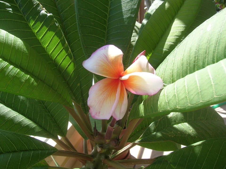 Seltene Plumeria Hotel Kathrin Beach