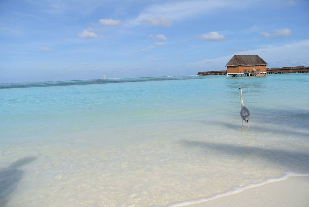 Ich will zurück :-( Meeru Maldives Resort Island