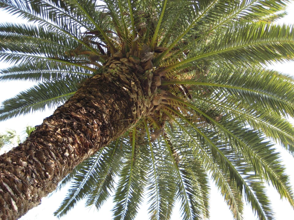 Wunderschöner Palmengarten Elea Beach Hotel