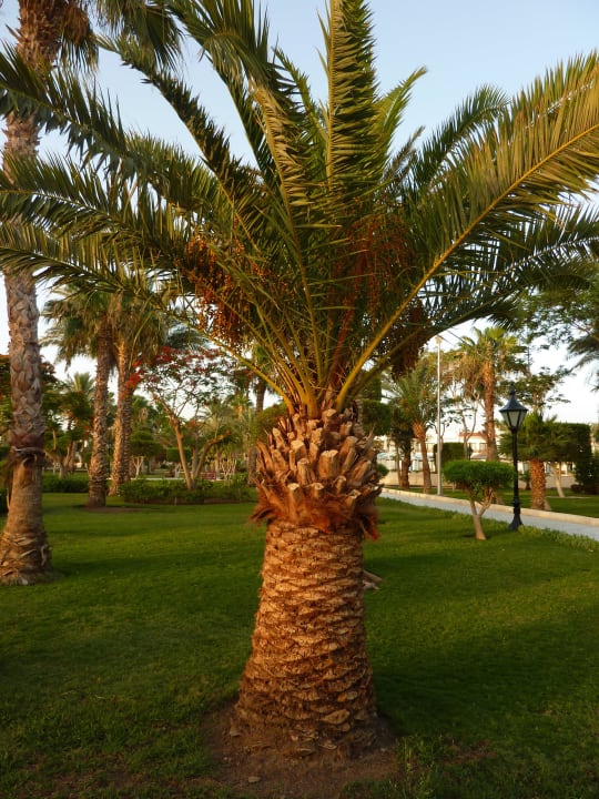 Palme im Morgenlicht The Grand Hotel Hurghada