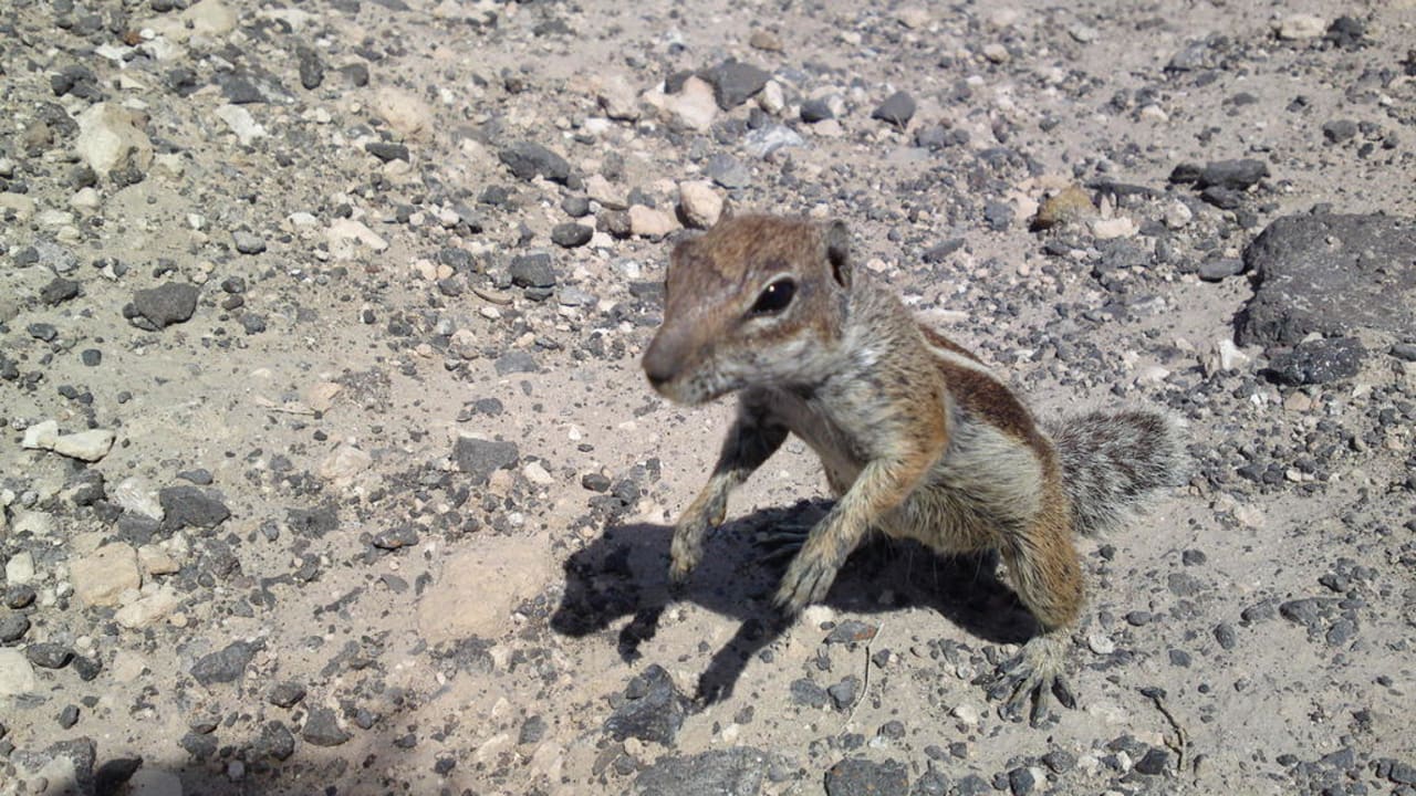 Atlashörnchen H10 Tindaya