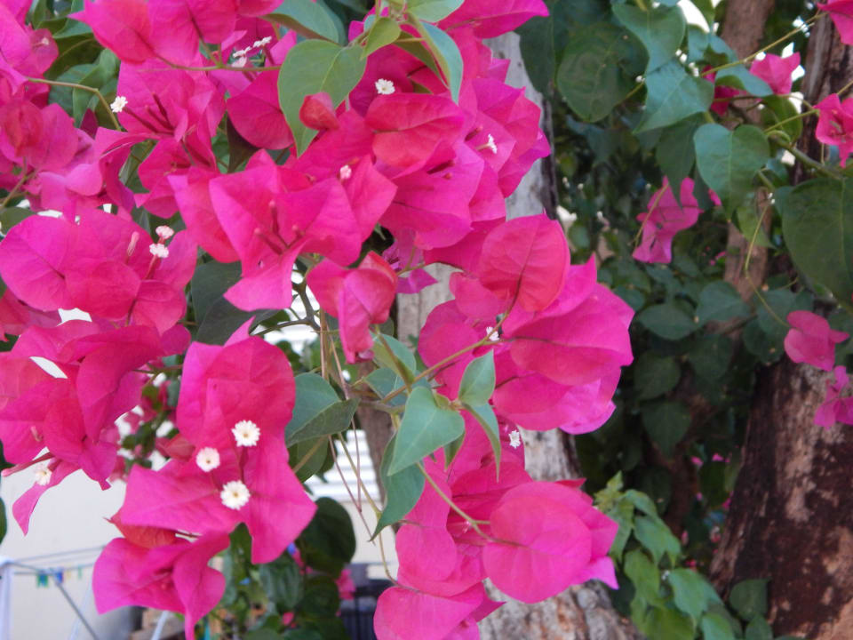 Blütenpracht VIVA Eden Lago