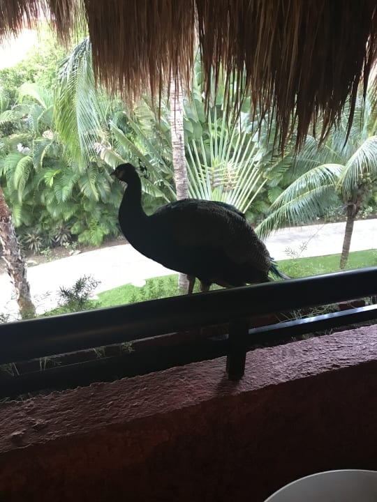 Sonstiges Iberostar Waves Tucan