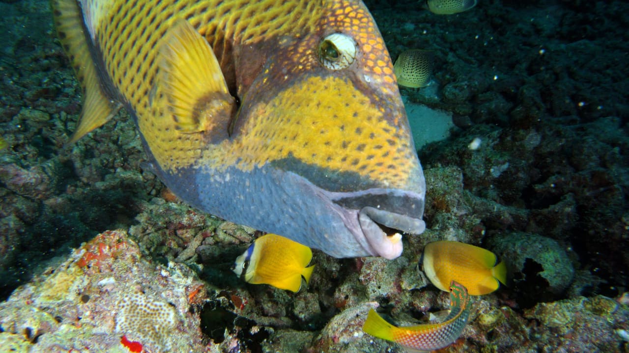 Großer Drückerfisch Embudu Village