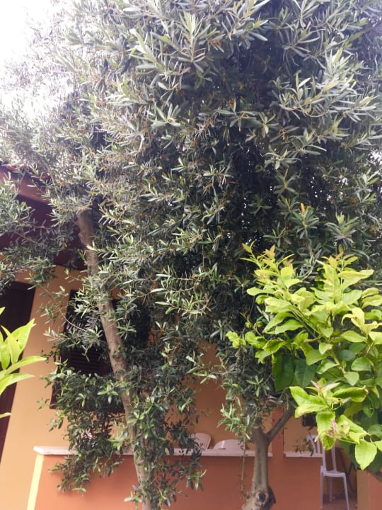 Gartenanlage Özlem Garden Hotel