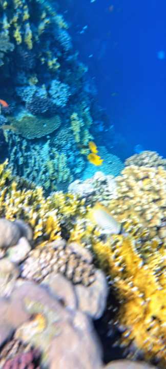 Sonstiges Albatros Makadi Resort