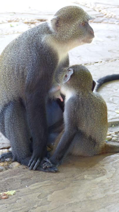 Gartenanlage Neptune Palm Beach Boutique Resort & Spa