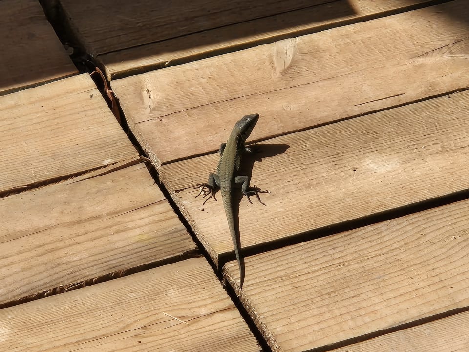 Gartenanlage Saturn Palace Resort Hotel